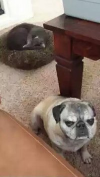 Собачьи фейлы