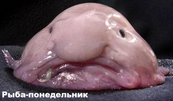 20 удивительных животных, о существовании которых вы даже не подозревали