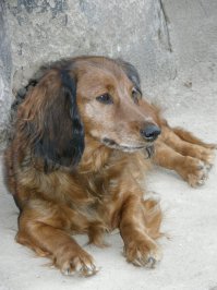 были разные собаки. всех любила и люблю,  но вот таксы тронули сильнее всего. была длинношерстная рыжуха. умерла летом этим. онкология. в операции нам отказали - возраст. в ноябре исполнилось бы 14. и хоть и есть еще спаниелька сейчас - нет, не могла я в себя прийти... не могла понять, что мне надо.. реально - крыша уже ехала... и пошла на едином порыве - и принесла в дом ЕЩЕ ОДНУ ТАКСУ! двадцатидневную подсосную черно-подпалую сосисочку. и сразу стало легче. мужчине "сюрпризом" принесла. показываю - думаю ща начнет бузить, мол ты с ума сошла! а он - пффф, удивила.. я так и знал. что дело кончится новой таксой, правда думал, что это еще дня три назад случится, вот - засекал. сколько ты продержишься. 
в общем - поняла я для себя, что таксы - моё всё. и это теперь насовсем. вот - мои красотки - старая рыжая и малая чернушка)