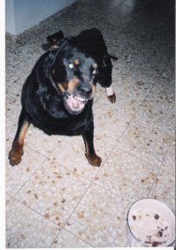 10 самых преданных пород собак