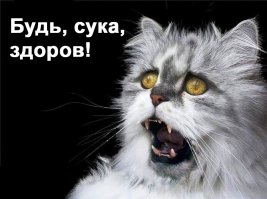 Кот напугал своего брата