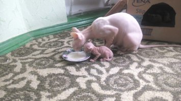 Мой лысый ужас)