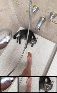 Что-то я не понял... А в чём именно прикол?
В сиське? В ноге 42 размера? Или в обнаглевшей кошачьей морде?