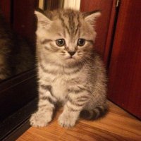 Максимус, сокращенно Макс )))))