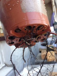 Возможно, стоит поменять место где выращивали, слишком жарко или наоборот прохладно. Пробуйте еще должно получиться) 
ВОт для примера пара фото, как растет. Один  в двух ведрах,  другой просто в банке ждет  пересадки.
Когда  в двух банках  желательно брать не прозрачную  чтобы   свет на корни не попадал.