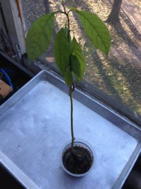 Возможно, стоит поменять место где выращивали, слишком жарко или наоборот прохладно. Пробуйте еще должно получиться) 
ВОт для примера пара фото, как растет. Один  в двух ведрах,  другой просто в банке ждет  пересадки.
Когда  в двух банках  желательно брать не прозрачную  чтобы   свет на корни не попадал.