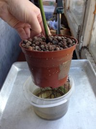 Возможно, стоит поменять место где выращивали, слишком жарко или наоборот прохладно. Пробуйте еще должно получиться) 
ВОт для примера пара фото, как растет. Один  в двух ведрах,  другой просто в банке ждет  пересадки.
Когда  в двух банках  желательно брать не прозрачную  чтобы   свет на корни не попадал.