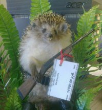 Прикольные картинки