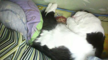 Как спят коты