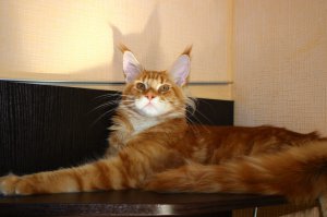 А вот такими в семь месяцев)