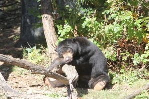 "Утро (похмельное) в лесу"