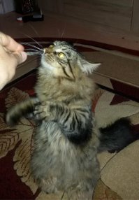 Симпатичный котофей Я-то своего Баксом назвал...был такой маахонький, на ладони жены умещался...прошёл годик...вырос такой мохнатый монстр, что попа скоро в кухню не пролезет