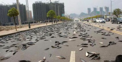 Я что-то не понял. Рыба только на проезжую часть падает? На фото тротуар слева чистый. Больше похоже что там каждый год фура с открытыми бортами рыбу рассыпает.