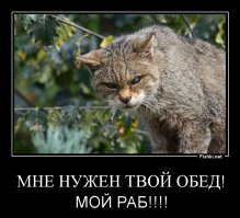 Эти глаза