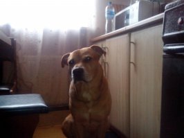 "Преданней собаки нету существа!!" (с)