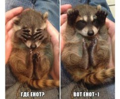 20 милейших енотов, которые никого не оставят равнодушными