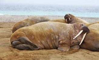 Женщины впервые снялись в будуарной фотосессии и им понравилось