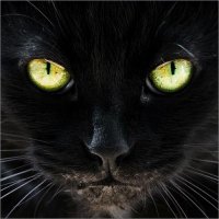 Черные коты, умирающие из-за человеческих предрассудков