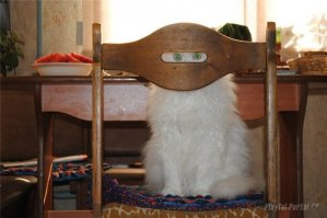 16 котов, которые думают, что отлично спрятались