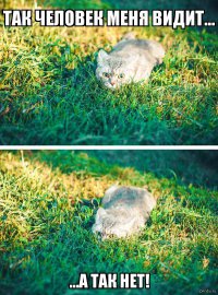 16 котов, которые думают, что отлично спрятались
