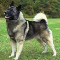 GoPro сняла нападение волков на собаку в шведском лесу 