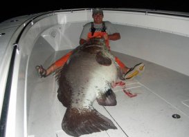 Рыбы-гиганты со всего мира