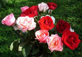 Роза- Gızılgül Азербайджан.