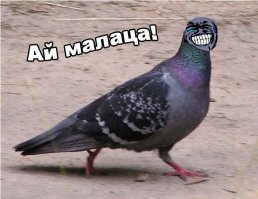 Птица мира