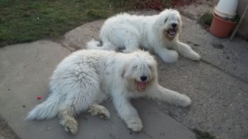 Полицаю повезло, что собака, а не пригоршня маслят. Нельзя у них, в его случае без ордера или приглашения заходить. Пусть ко мне зайдёт. Даже достать ствол не успеет. Если успеет от второй получит. Заводите пару собакинов. Так надежней.