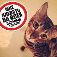 15 комиксов, которые поймут все владельцы кошек