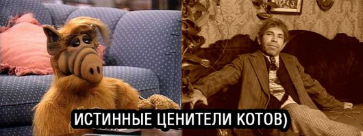 15 комиксов, которые поймут все владельцы кошек
