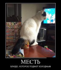 Не зли кота