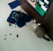 Какие виноватые мордахи у собак и как пофиг кошакам, а это так и говорит "Хозяин, да я сам охр*енел, когда увидел"