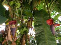 Бананы!

Финики

Вроде каперсы