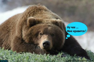Озеро, берег, зима медведи