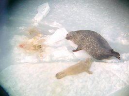 Вот ,Вам котики из Владивостока .:)