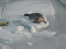 Вот ,Вам котики из Владивостока .:)