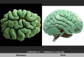 Попы-сиськи-пиписьки....
Почему никто не видит этих сходств?