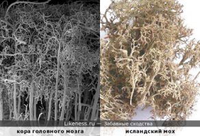 Попы-сиськи-пиписьки....
Почему никто не видит этих сходств?