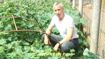 а этот дядька огурец прикладывает