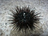 Ок, а это тогда кто?