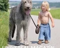 Собаки и дети