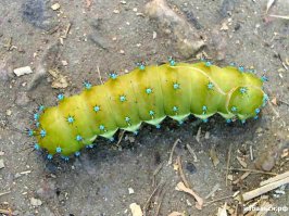 как мы в детстве издевались над вот этими гусеницами.
самая легкая смерть была - это просто раздавить. а то и электричество в ход шло. (с трансформатором давно знаком).
А все изза того что шелковицу они грызли