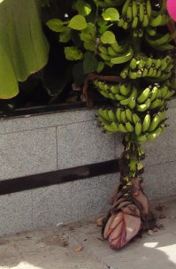 Спасибо автору, с удовольствием посмотрел.

А это "цветочек" банана целиком...