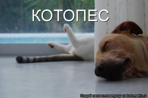 Котопес- больше всего понравился.