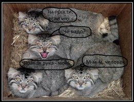 Ну, как что-то: