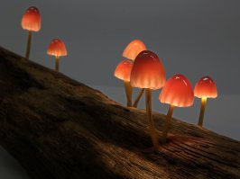 Ночники, вдохновленные природой