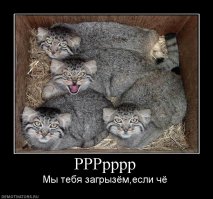 Спасли манула от собак
