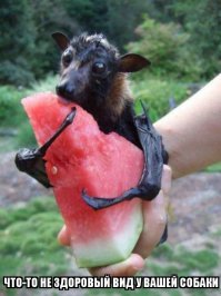 Это собака идейного вегетарианца