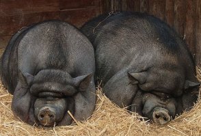 вьетнамская вислобрюхая свинья - надо скурить плантацию конопли чтобы так назвать животное!!!!)))